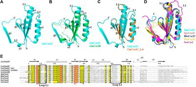 Structural and functional characterization of Cas2 of CRISPR-Cas subtype I-C lacking the CRISPR component